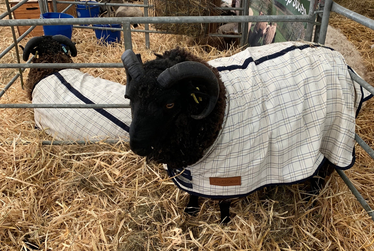 Travel & Show Coat | Sheep & Lamb Coats | AniMac Animal Wear