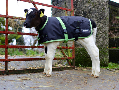 Calf Jackets: Essential Protection for Healthier, Stronger Calves