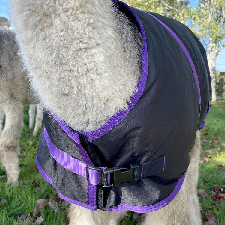 A close-up of an alpaca wearing the Alpaca Coat | Waterproof in black with purple trim and a buckle, standing on grass with another alpaca and trees in the background.