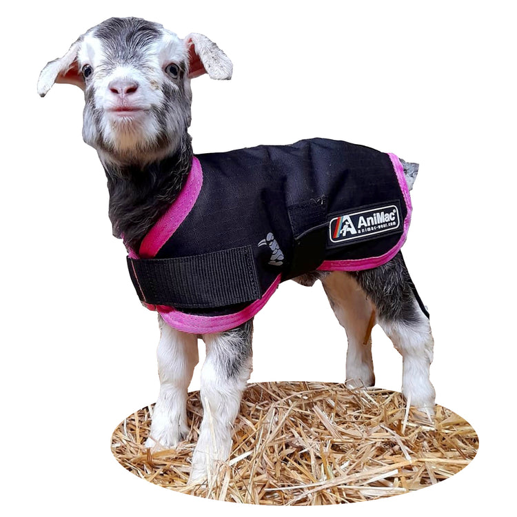 A baby goat stands on straw wearing a black and pink AniMac Lamb Coat | Waterproof, the logo visible on its side. Facing forward with perked ears, it looks cozy in the lamb jacket.