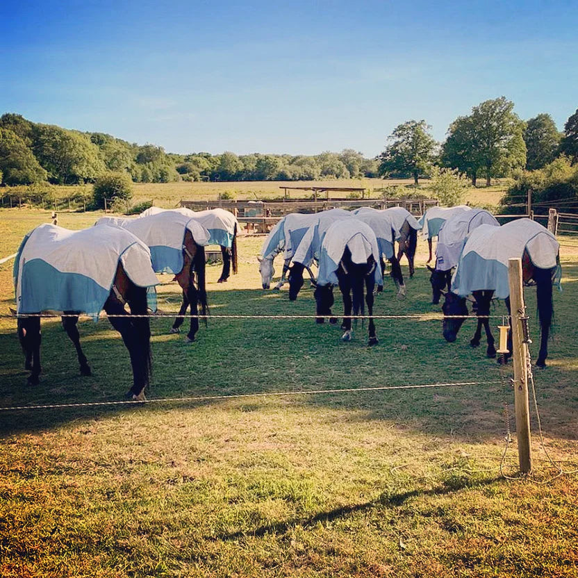 A group of horses wearing fly sheets graze in a sunny, grassy field surrounded by trees and wooden fences under a clear blue sky.