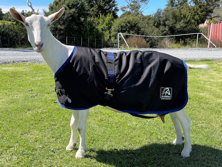 A white goat stands on green grass wearing a black and blue Goat Coat | Waterproof, with trees, a fence, a road, and a soccer goal visible in the background.