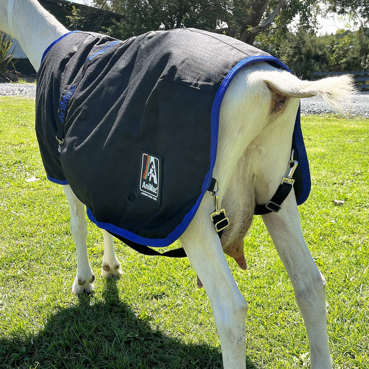A white goat stands on grass, shown from behind with part of its udder visible, wearing a black and blue Goat Coat | Waterproof blanket with straps. Trees and a fence appear in the background.