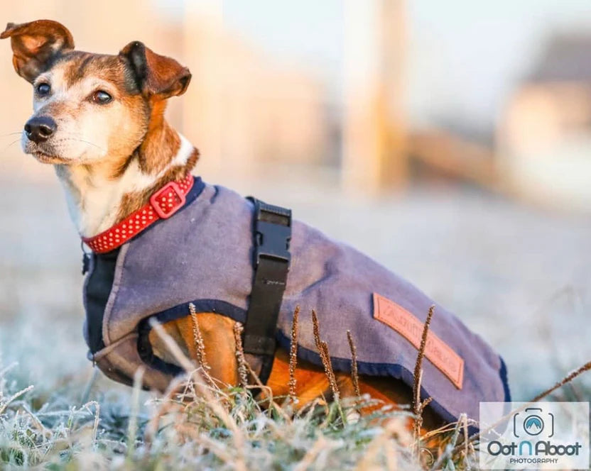 A small brown and white dog wearing a red collar and a blue coat sits on frosty grass, looking slightly to the left. The background is blurred and the image features a photography logo in the corner.