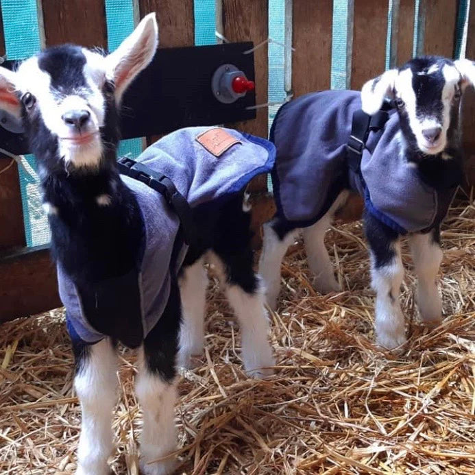 Two baby goats wearing blue jackets stand on straw inside a wooden pen. They have black and white fur, and one looks toward the camera while the other stands slightly behind, both appearing alert and curious.