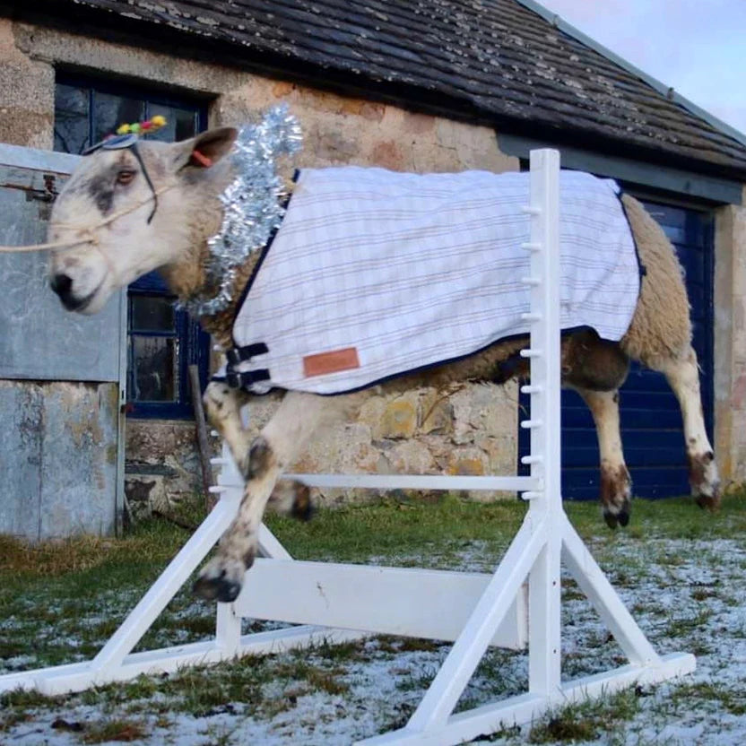 A sheep wearing a checkered blanket and tinsel leaps over a white jump bar outdoors, with a stone building and a light dusting of snow on the ground.