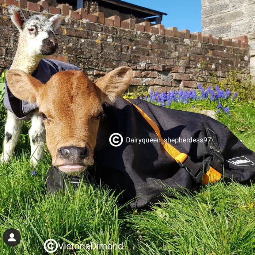 A brown calf and a white-and-black lamb wearing coats rest on green grass near a brick wall, with purple flowers blooming in the background on a sunny day.
