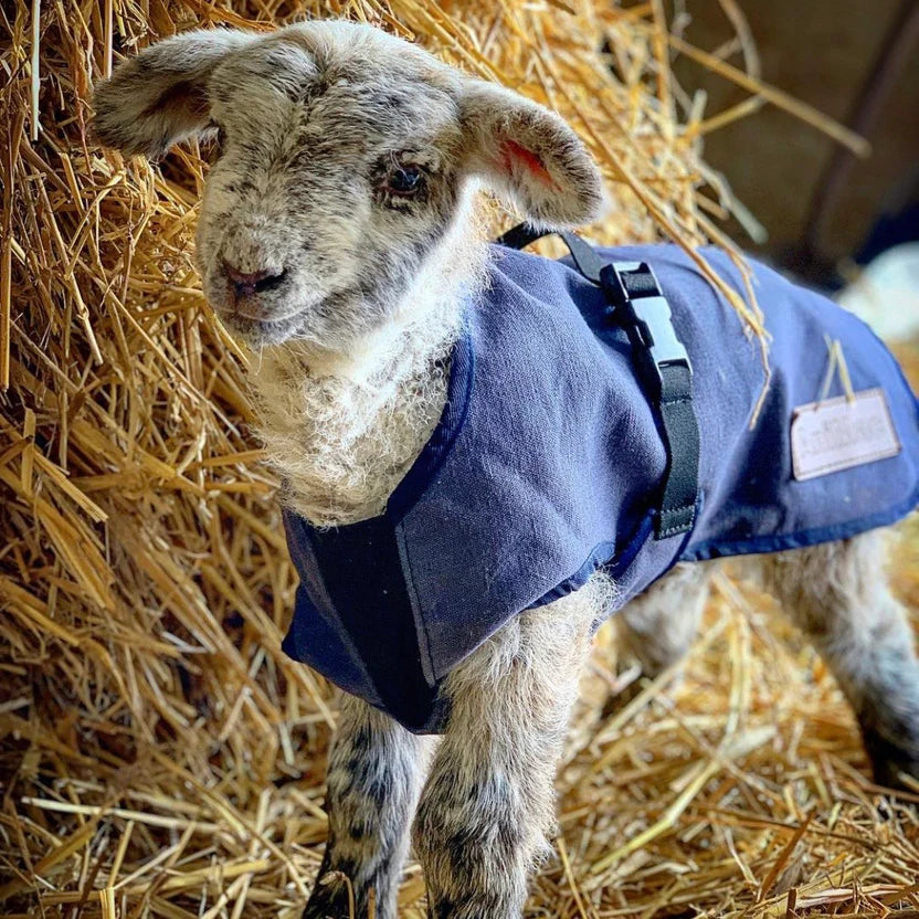 A young lamb wearing a blue coat stands in front of a pile of straw. The lamb has a speckled face and ears, and its coat is secured with a black buckle.