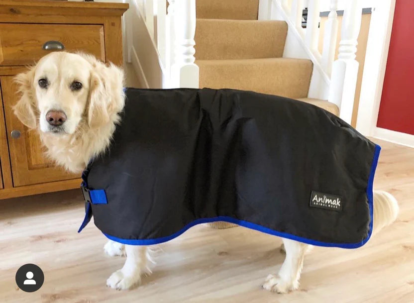 A golden retriever wearing a black and blue Animak coat stands indoors on a wooden floor near a staircase and a wooden cabinet.