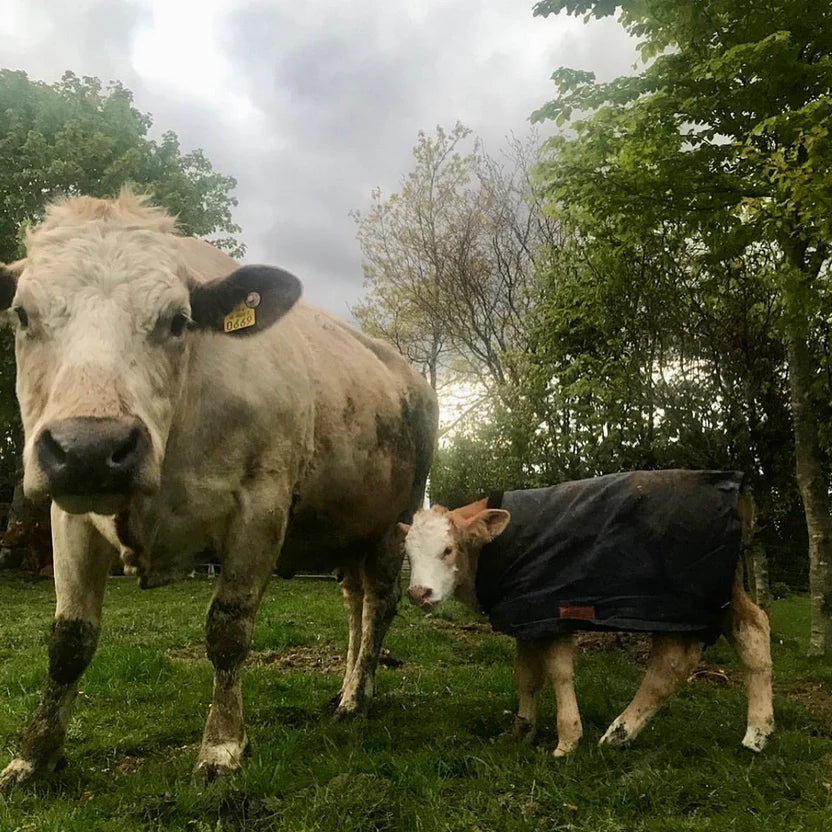 A cow stands on grass next to a calf wearing a black coat. Trees surround them and the sky is overcast with gray clouds.
