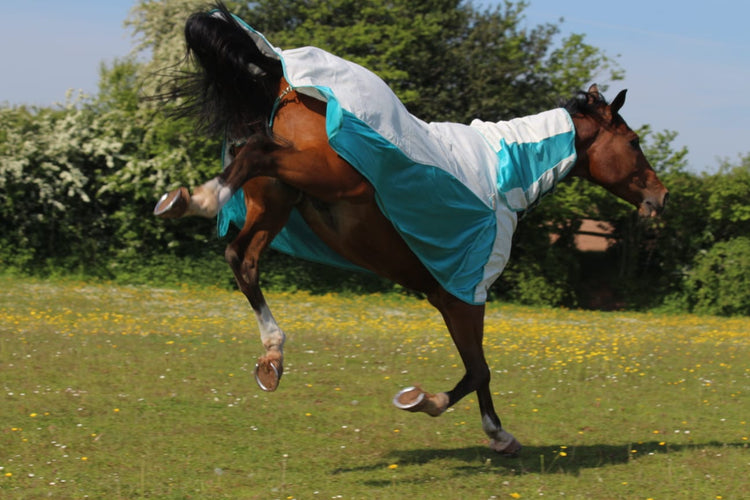 An energetic brown horse wearing the AniMac Allrounder Fly Rug Combo in turquoise and white kicks up its back legs while running through a grassy field with wildflowers and trees in the background.