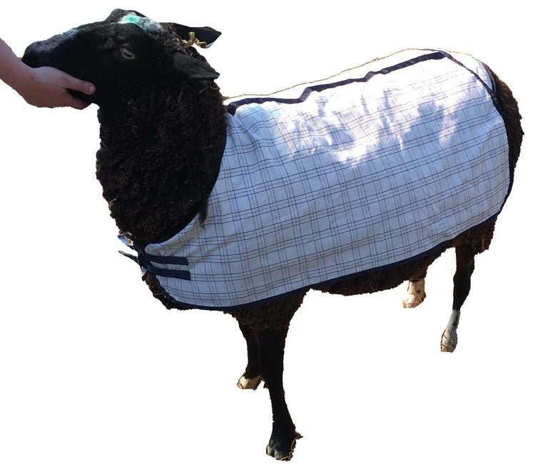 A black-faced sheep wears a crisp white Travel & Show Sheep Coat as a person’s hand gently holds its head. The background is removed, drawing attention to the sheep and its coat.